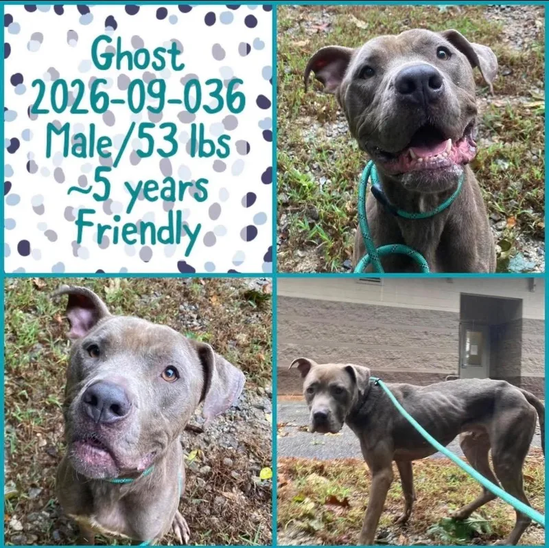 An adult medium-sized male Cane Corso dog named 2026-09-036 for adoption in Winder, GA