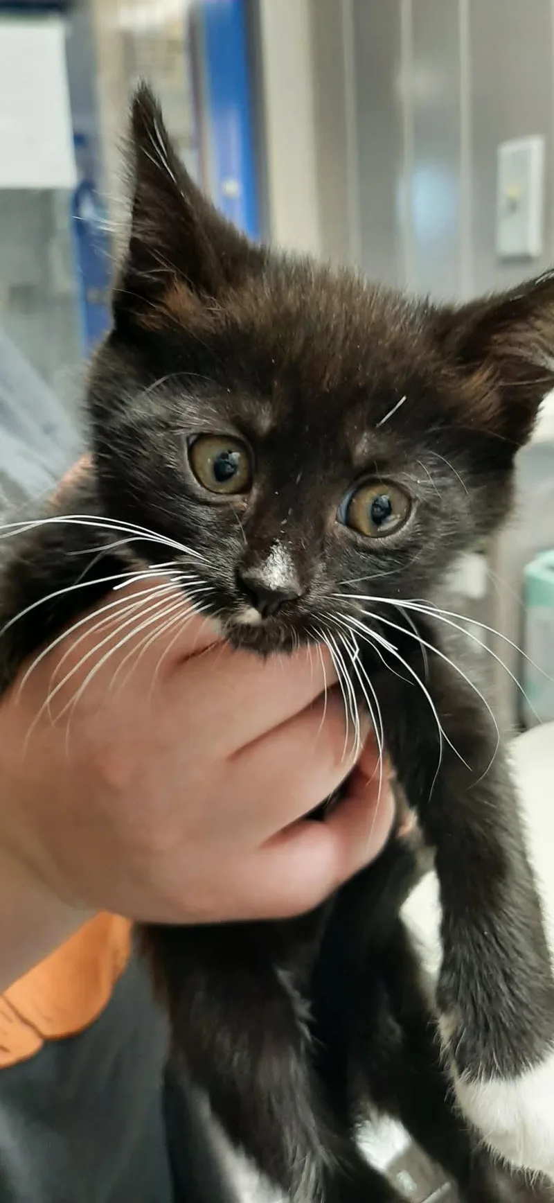 A baby medium-sized female Black & White / Tuxedo Domestic Short Hair cat named Morgana for adoption in Georgetown, OH