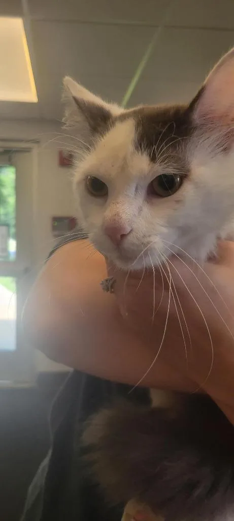 A young medium-sized male Domestic Long Hair cat named Prince for adoption in New Kensington, PA
