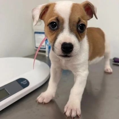 A baby large-sized female American Bulldog dog named Luna for adoption in Morton Grove, IL