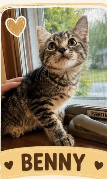A baby medium-sized male Domestic Short Hair cat named Benny for adoption in Crown Point, IN
