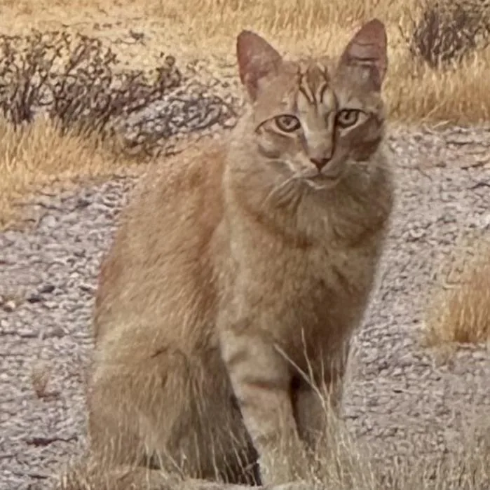 An adult large-sized male Orange / Red Domestic Short Hair cat named Monarch for adoption in Wickenburg, AZ