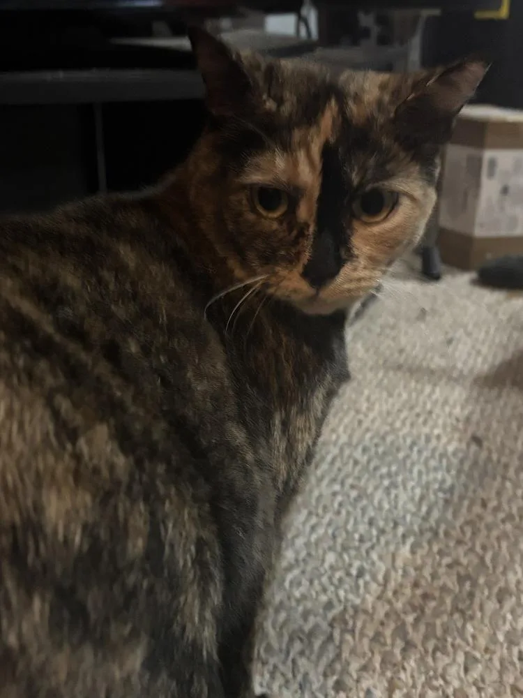 A young medium-sized female Domestic Short Hair cat named Nutmeg for adoption in Cleveland, OH
