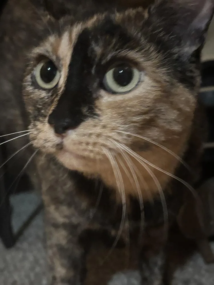 Nutmeg thumbnail 3