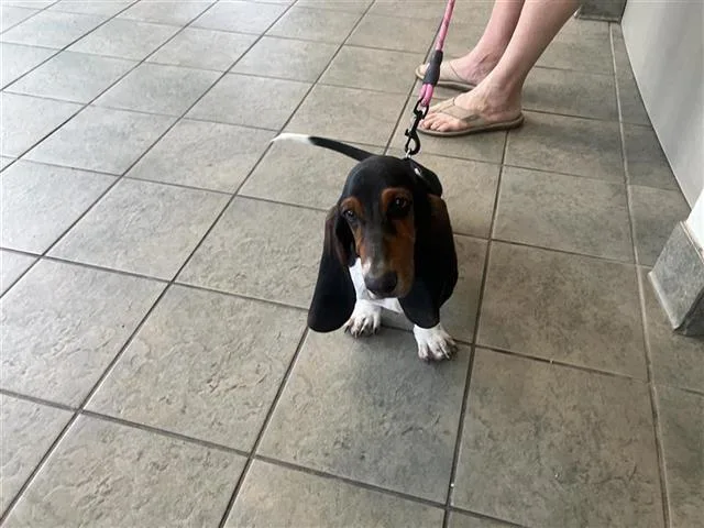 A young small-sized male Basset Hound dog named Cooper for adoption in San Antonio, TX