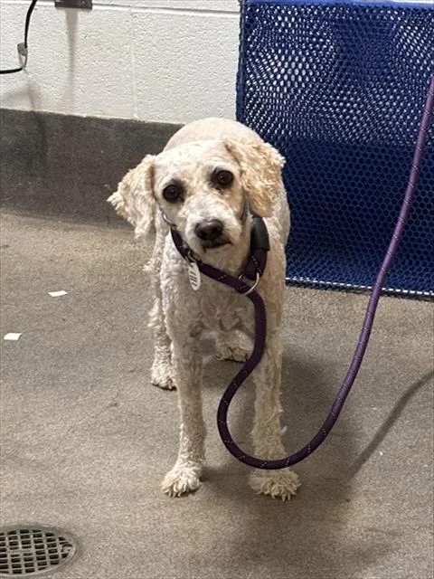 An adult small-sized female Poodle dog named August for adoption in Upper Marlboro, MD