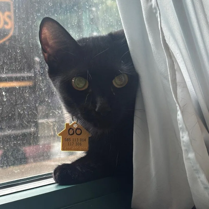 A young medium-sized female Black Domestic Short Hair cat named Old Orchard for adoption in Springfield, MA