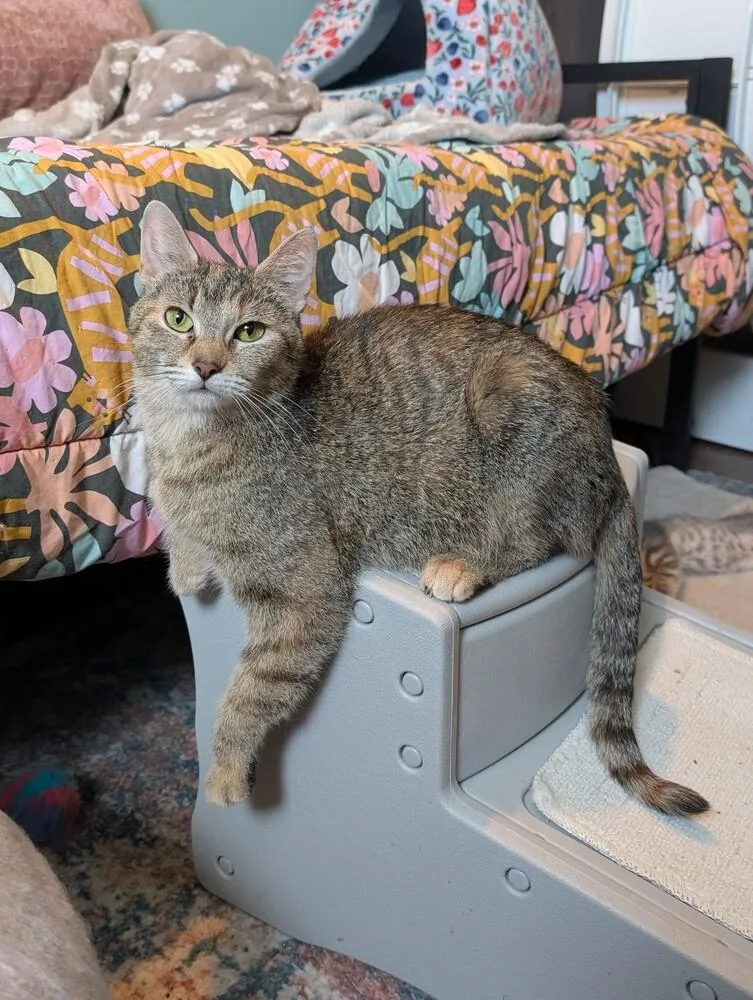An adult medium-sized female Domestic Short Hair cat named Compass for adoption in Chicago, IL