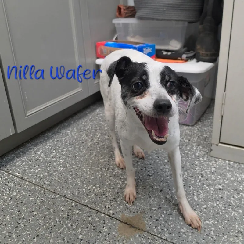 Nilla Wafer
