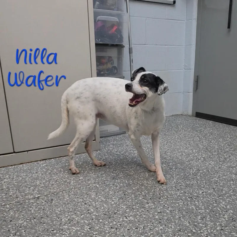 Nilla Wafer thumbnail 2