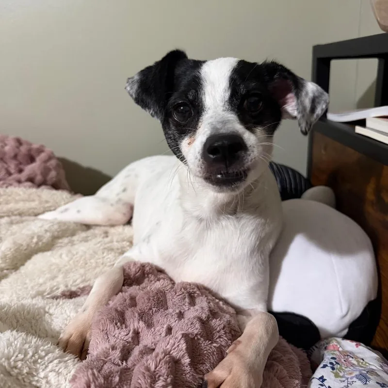 Nilla Wafer thumbnail 3