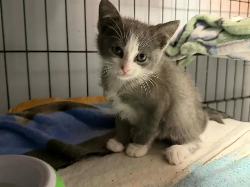 A baby small-sized male Domestic Short Hair cat named Hopper for adoption in Orlando, FL