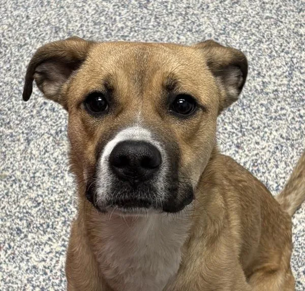 A young medium-sized female Boxer dog named Bella for adoption in Golden, CO