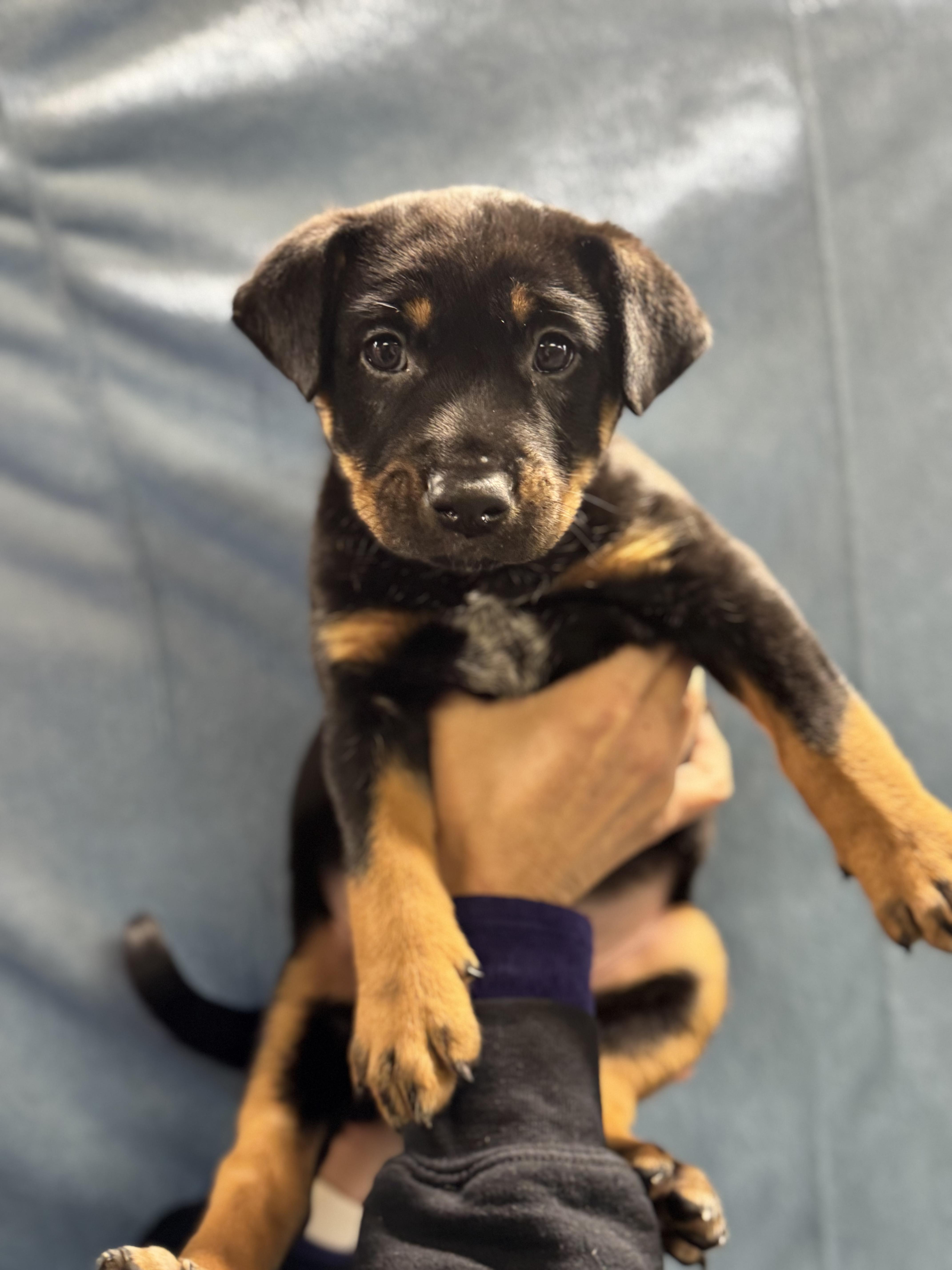 A baby medium-sized male Brown / Chocolate Mixed Breed dog named Cyrano for adoption in Elmsford, NY