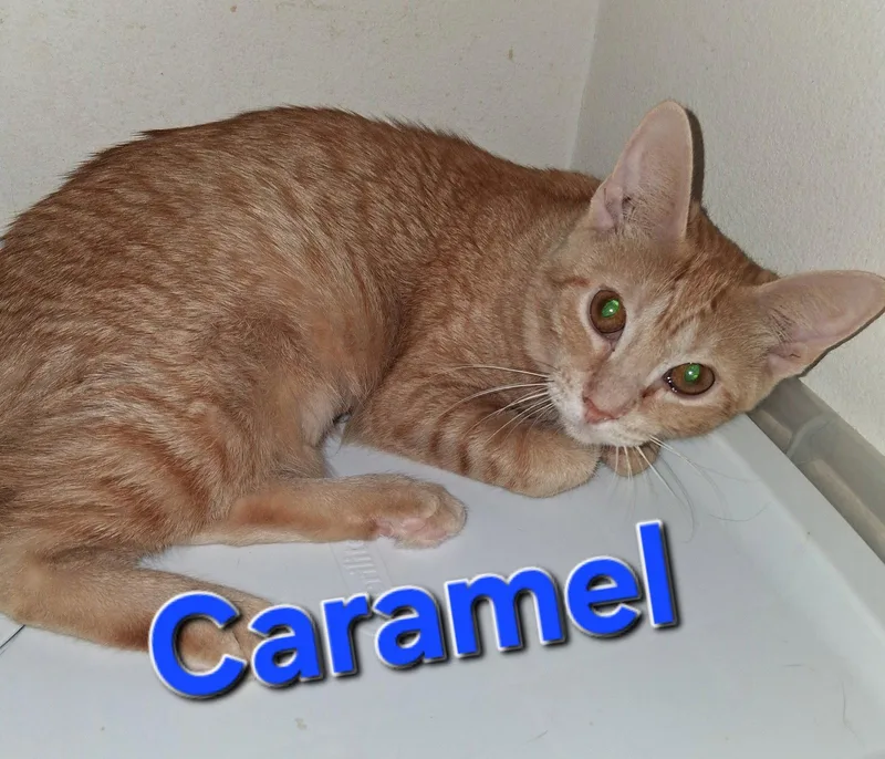 A young medium-sized female Orange / Red Domestic Short Hair cat named Caramel for adoption in Longwood, FL