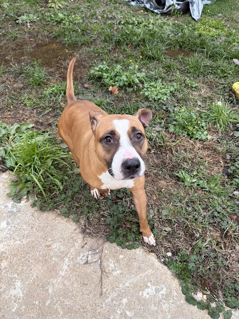 A senior medium-sized female Pit Bull Terrier dog named Janice for adoption in Jackson, MS