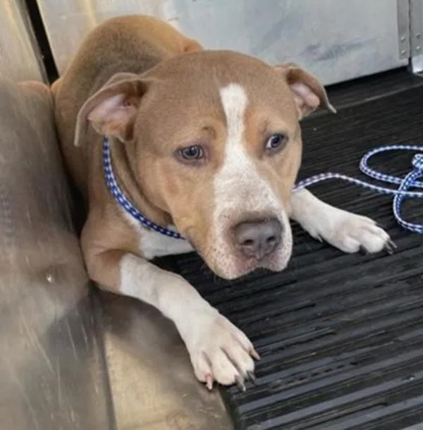 An adult medium-sized male Pit Bull Terrier dog named Ernie for adoption in Austin, TX