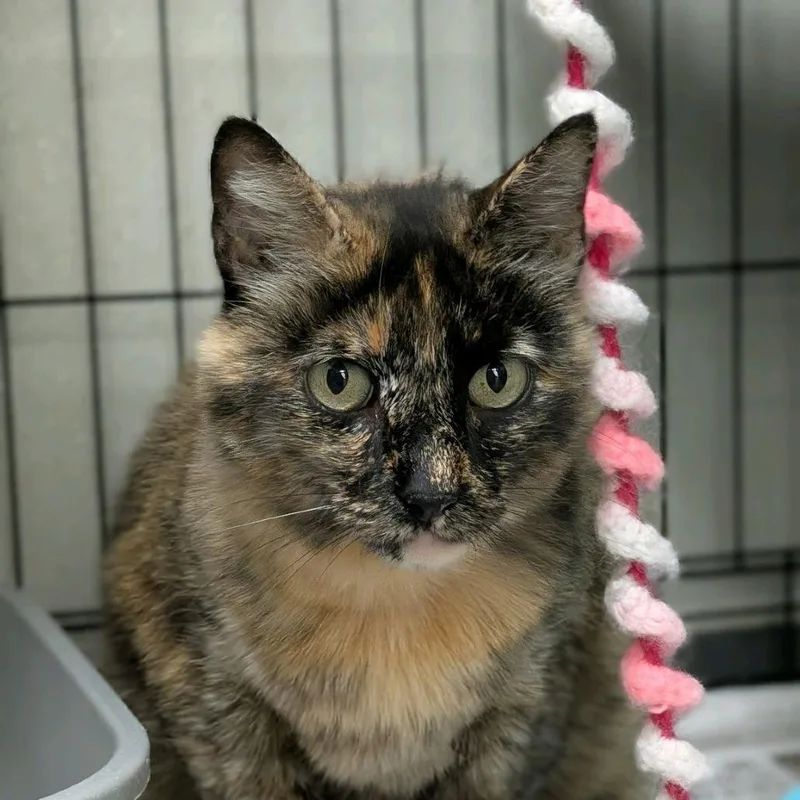 An adult large-sized female Tortoiseshell Domestic Short Hair cat named Queen B for adoption in Hamburg, NY