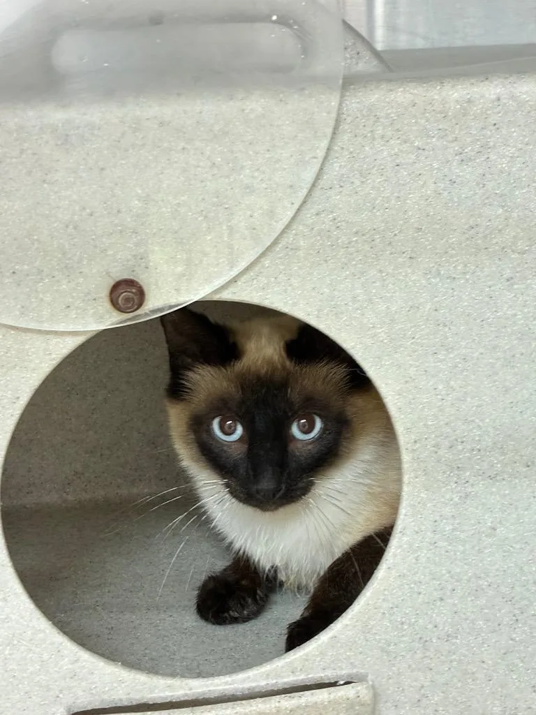 A young small-sized male Siamese cat named Pooh for adoption in Bryant, AR