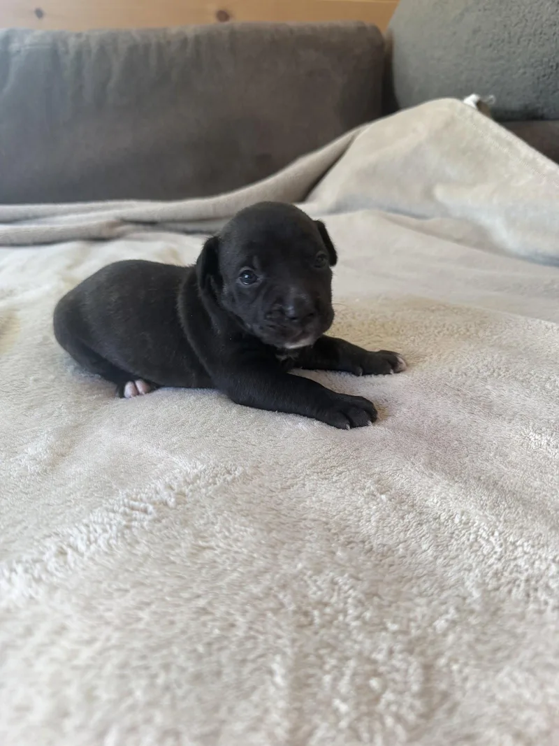 A baby medium-sized female American Staffordshire Terrier dog named Summer Brynns litter for adoption in Holly Springs, NC