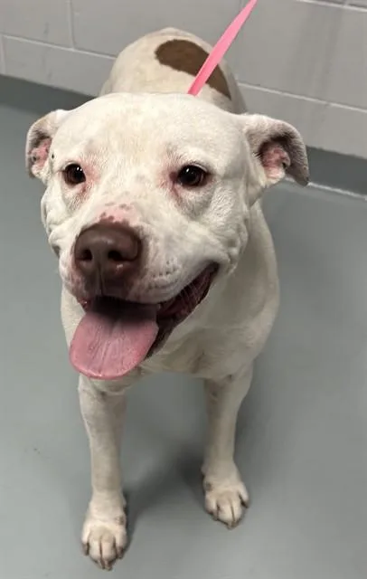 An adult large-sized male Pit Bull Terrier dog named Rocket for adoption in Saint Cloud, FL