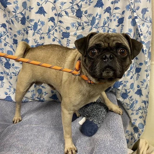 An adult small-sized male Pug dog named Frank for adoption in Modesto, CA