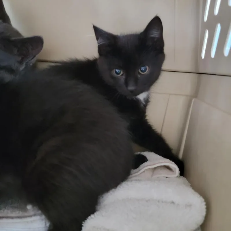 Lebronexcellent thumbnail 2