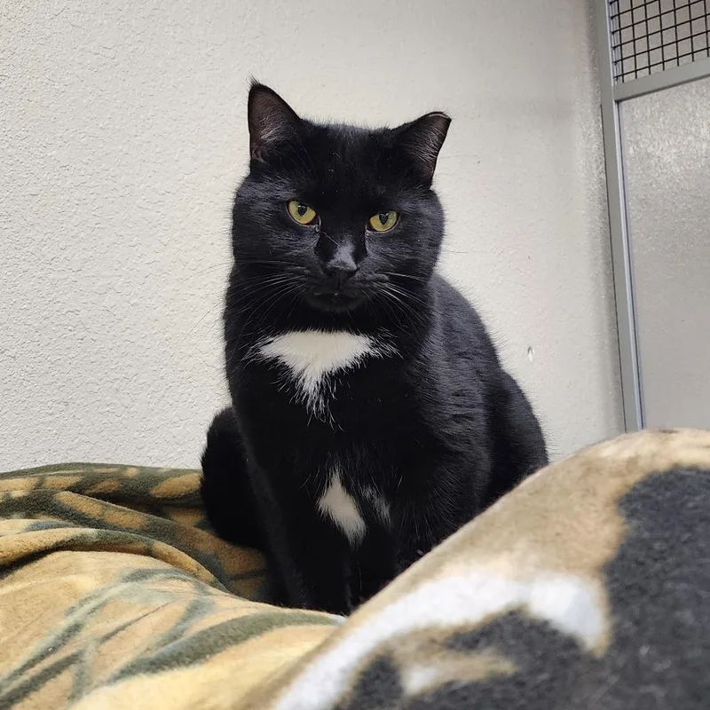 Lebronexcellent thumbnail 3