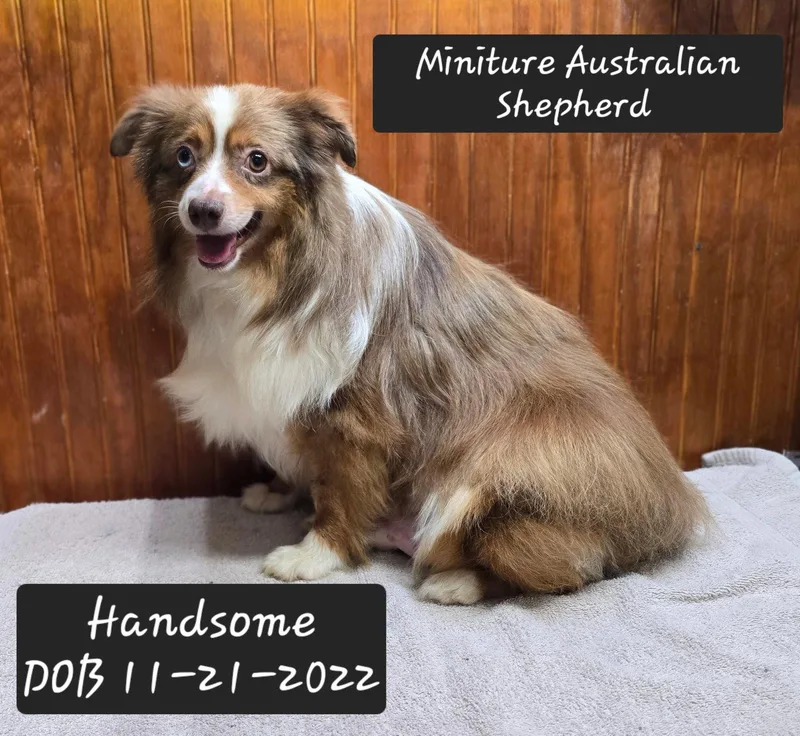 A young medium-sized male Australian Shepherd dog named Handsome for adoption in York, SC