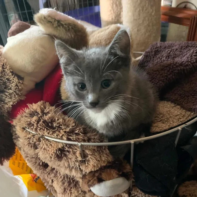 A baby small-sized male Gray / Blue / Silver Domestic Short Hair cat named Carlile for adoption in DeKalb, IL