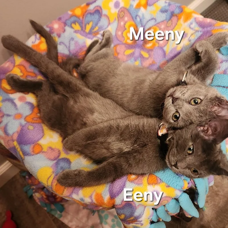 A baby small-sized female Gray / Blue / Silver Domestic Short Hair cat named Meeny C for adoption in Princeton, MN