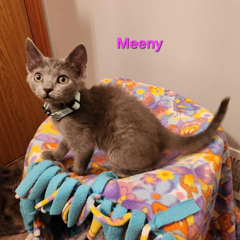 Meeny C thumbnail 2