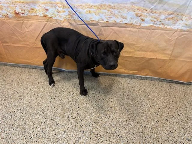 An adult large-sized male American Bulldog dog named Radio for adoption in Miami, FL