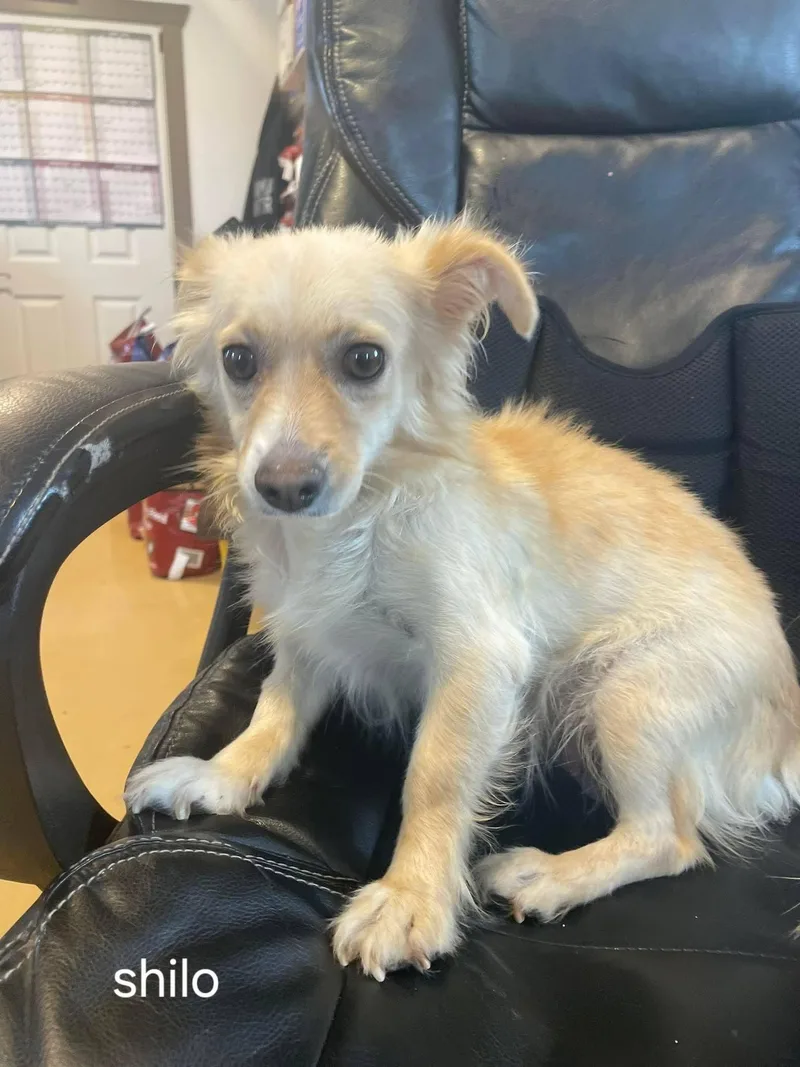 An adult small-sized female Chihuahua dog named LolShilo for adoption in Billings, MT