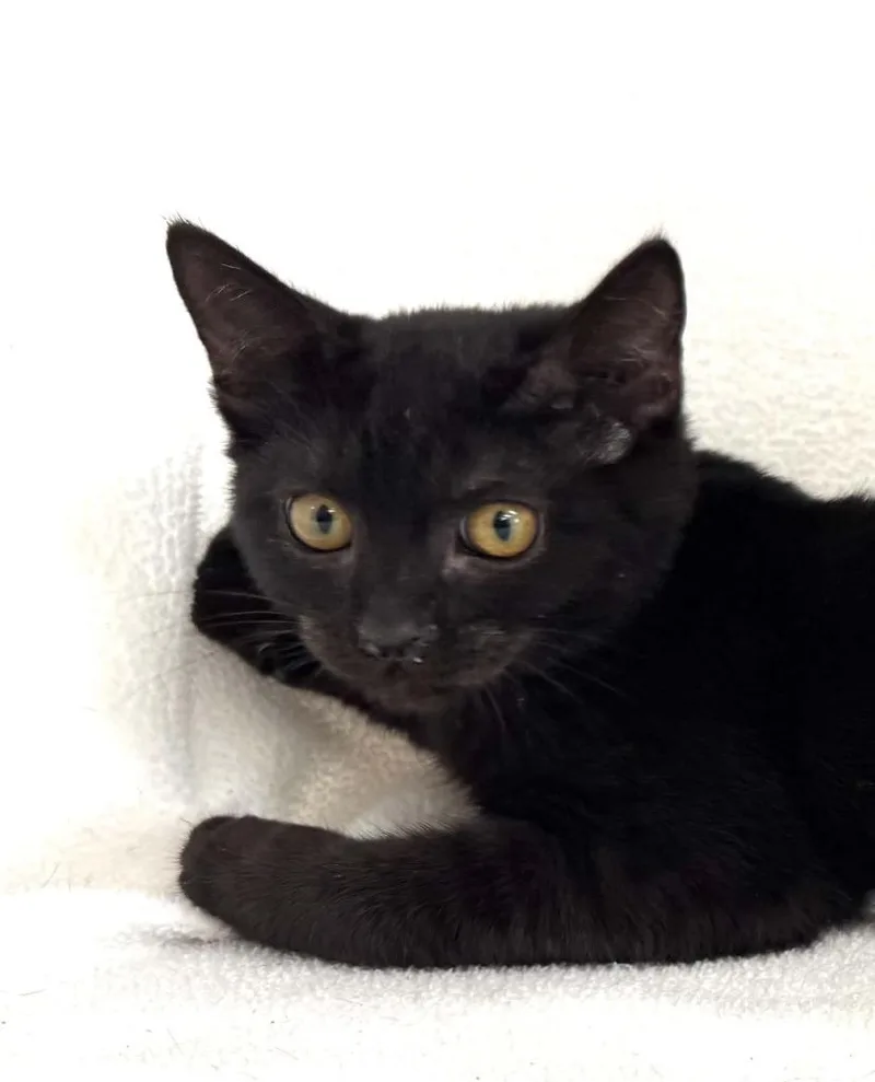 A baby small-sized male Domestic Short Hair cat named Watson for adoption in Lavonia, GA