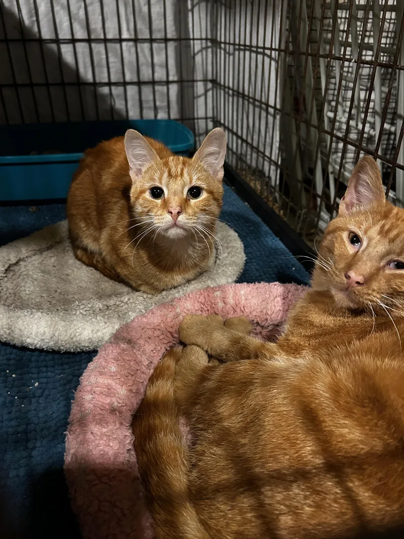 A young medium-sized male Orange / Red Domestic Short Hair cat named Hash Brown for adoption in Baltimore, MD