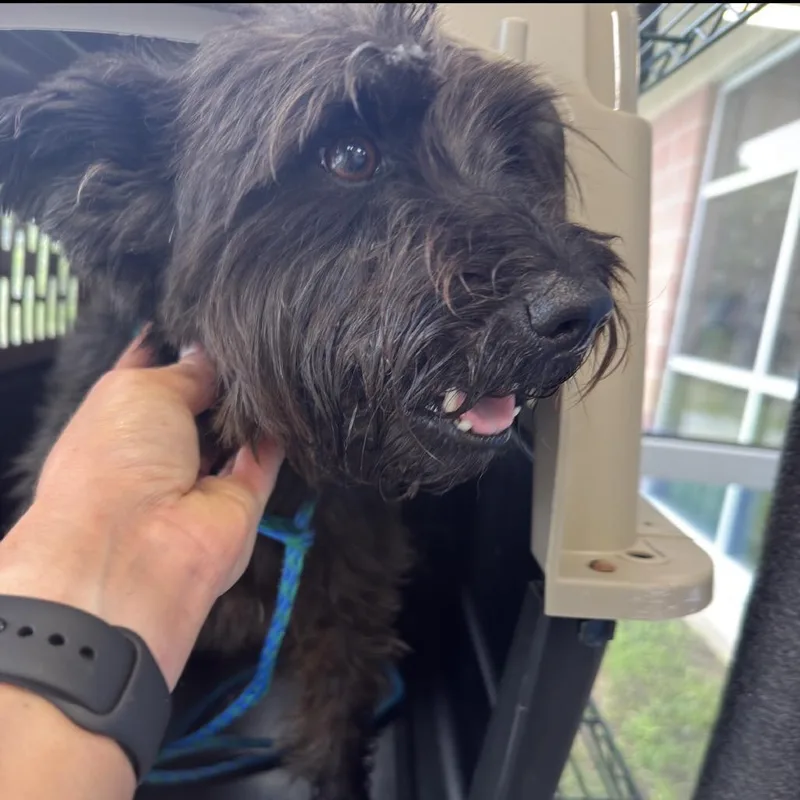 A senior small-sized male Black Cairn Terrier dog named Blackjack for adoption in Montgomery, AL