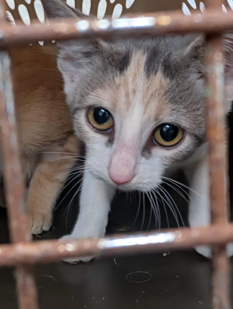 A baby small-sized female Domestic Short Hair cat named Whisper for adoption in Angola, IN
