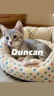 A baby medium-sized male Tabby cat named Duncan for adoption in Chandler, AZ