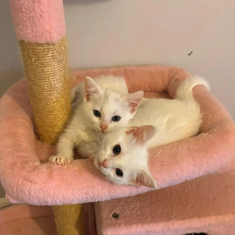 A baby small-sized female White Domestic Short Hair cat named Sally for adoption in Lauderhill, FL