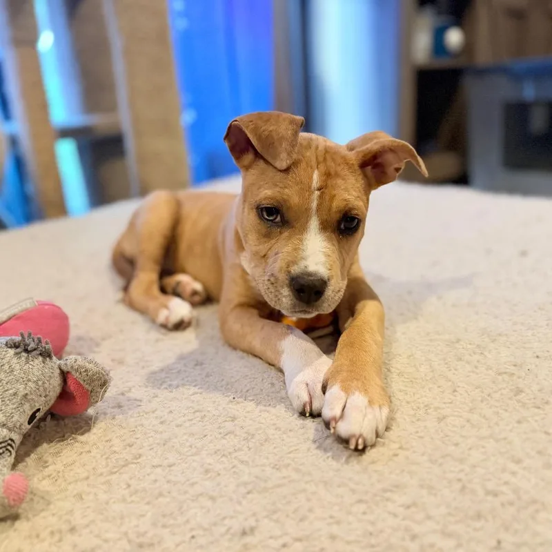 A baby medium-sized female Mixed Breed dog named Paddleboard for adoption in Fenton, MI