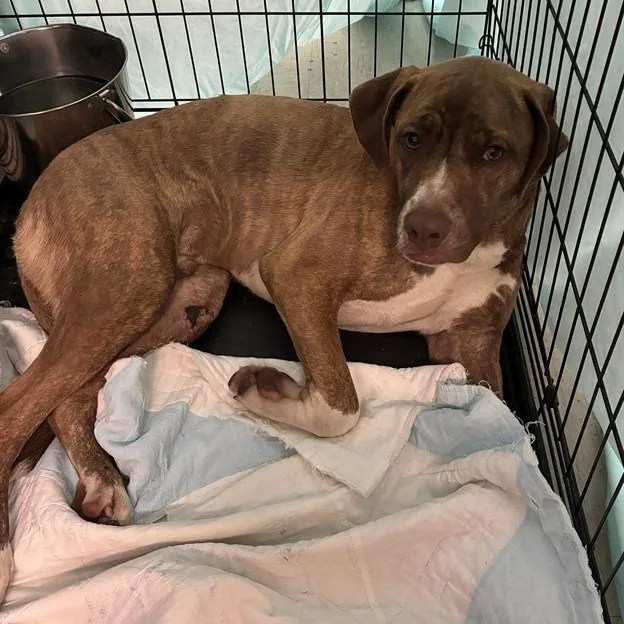 Eggroll thumbnail 6