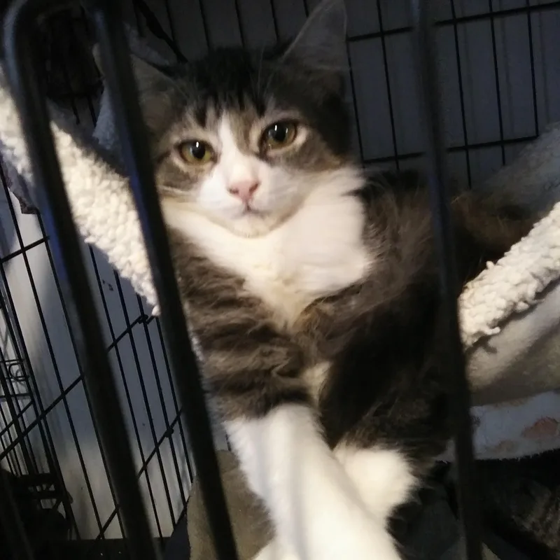 A baby medium-sized female Domestic Long Hair cat named Queso for adoption in Port Wentworth, GA