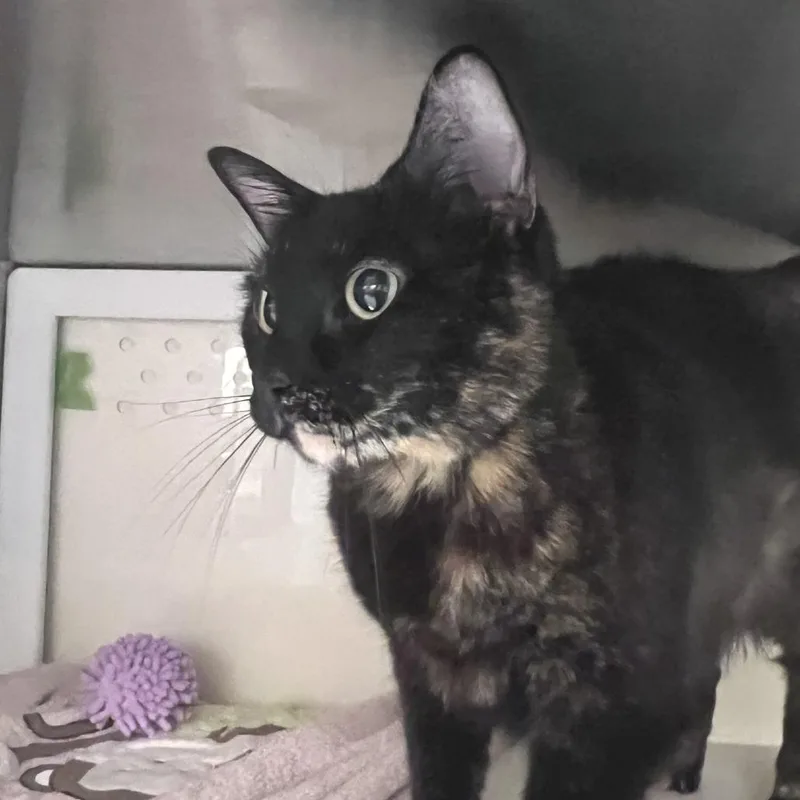 An adult large-sized female Tortoiseshell Domestic Short Hair cat named Smores for adoption in Port Townsend, WA