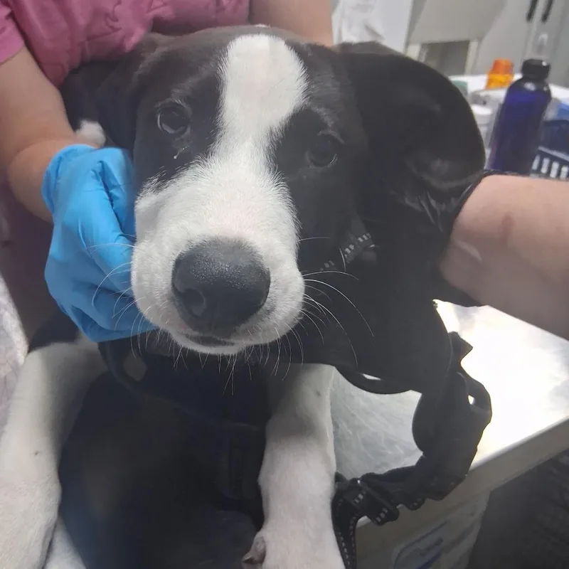 A baby small-sized male Black Mixed Breed dog named Sunny for adoption in Summerville, SC