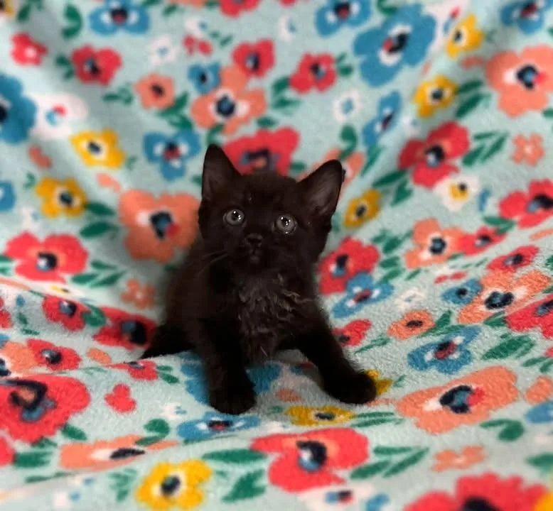 A baby small-sized female Domestic Short Hair cat named Fiona for adoption in Effingham, IL