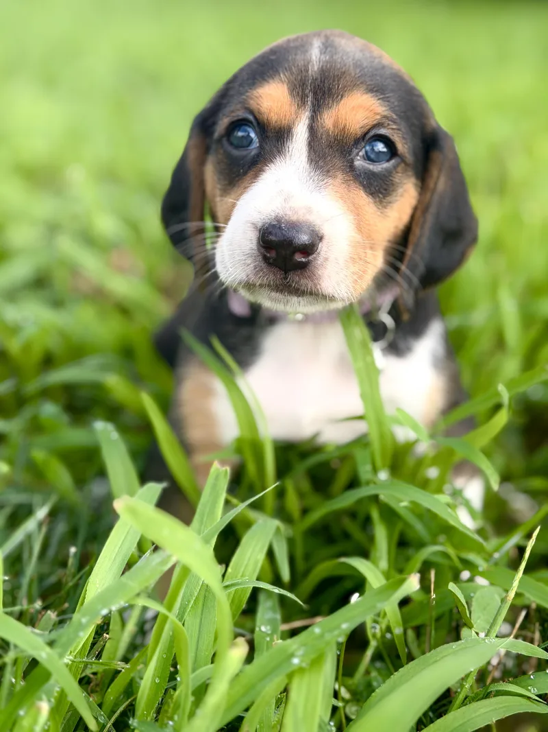 A baby small-sized female Beagle dog named Bianca Transport for adoption in Gradyville, KY