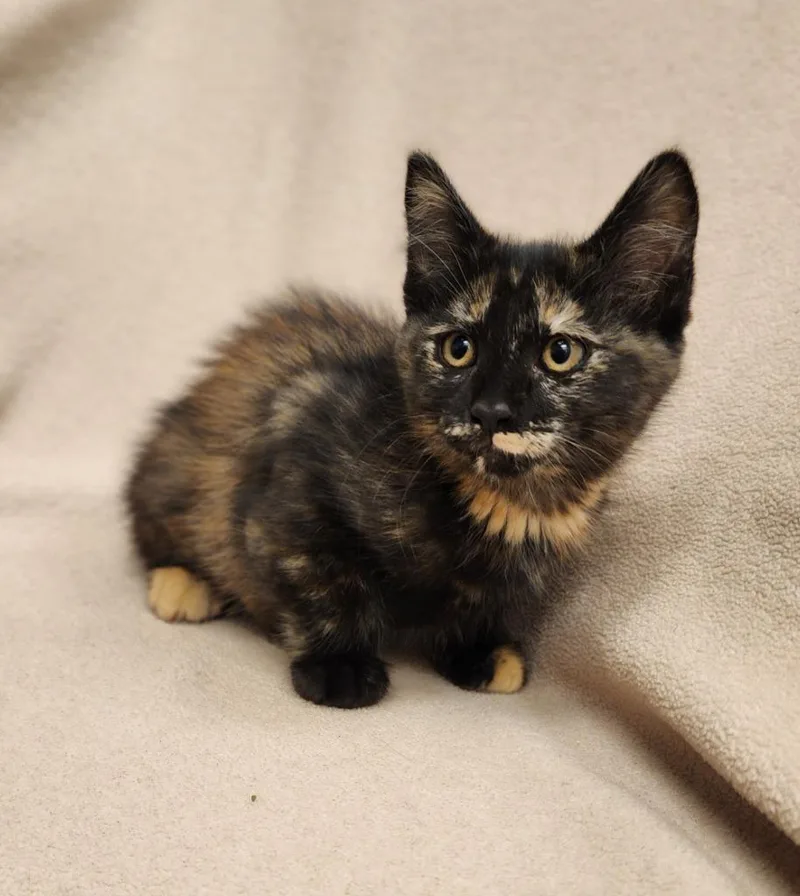 A baby medium-sized female Domestic Short Hair cat named Ethel for adoption in Superior, WI