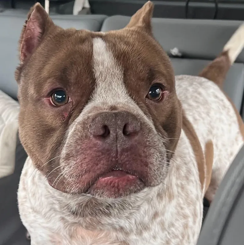 An adult medium-sized male American Bulldog dog named Rubble for adoption in Enfield, CT