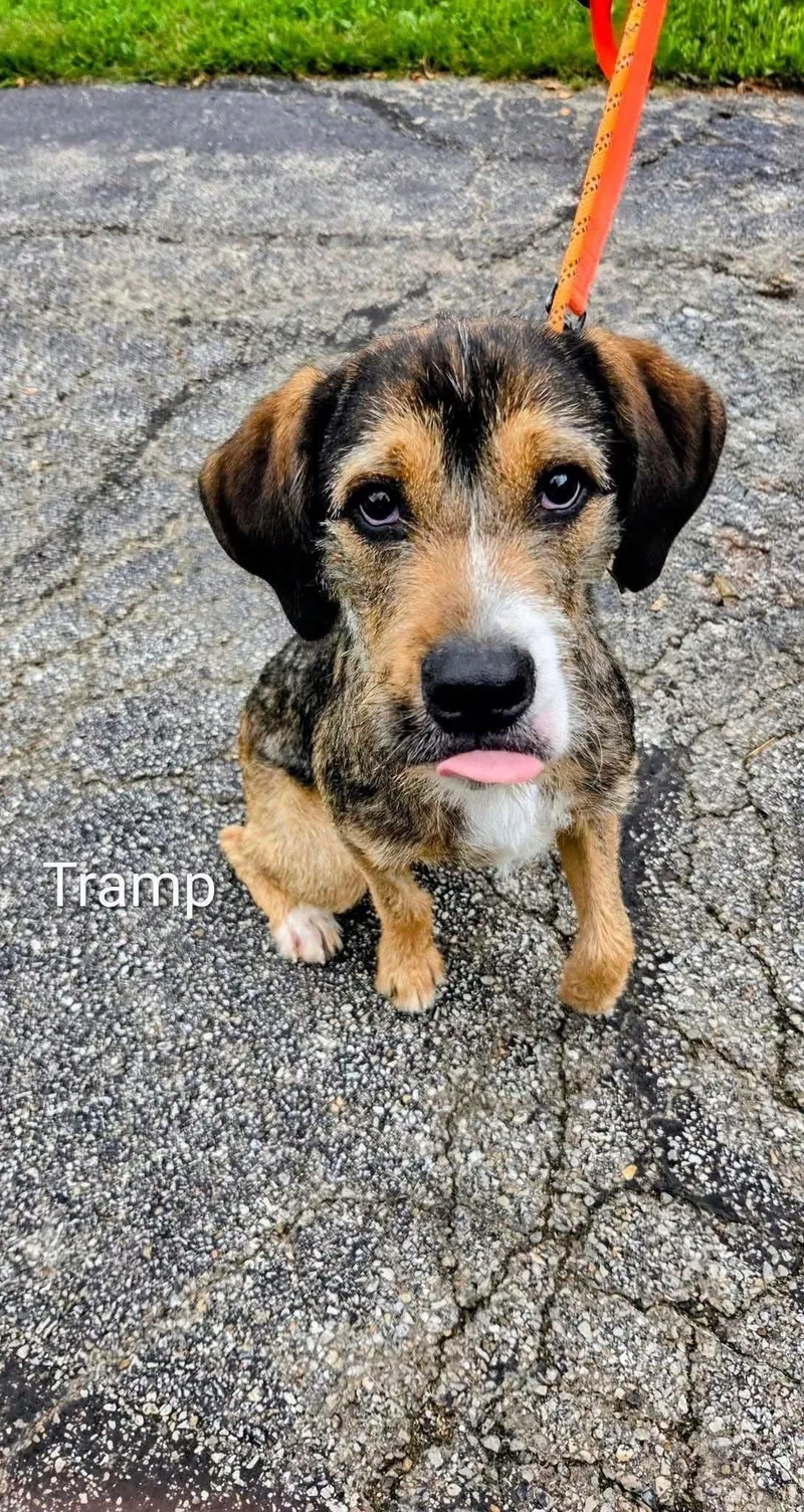 Tramp thumbnail 2